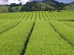 ORYOKI Bio Matcha Mainichi, Premium Grade