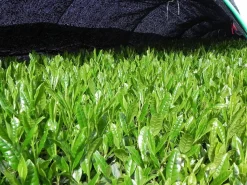 ORYOKI Gyokuro Tokufu, Bio, Super-Premium